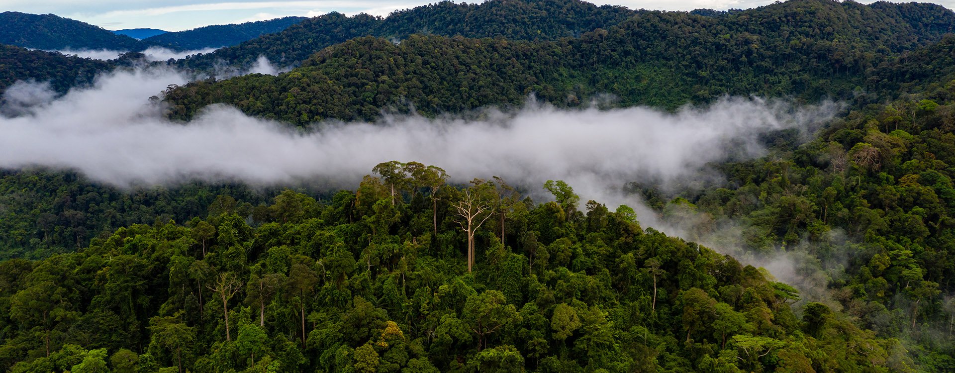 Aerial drone view of clouds and mist forming over a tropical rainforest after a recent rain storm