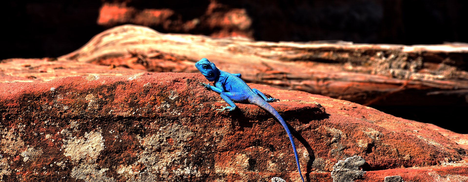 The Blue Sinai Agama in Dana nature reserve in Jordan