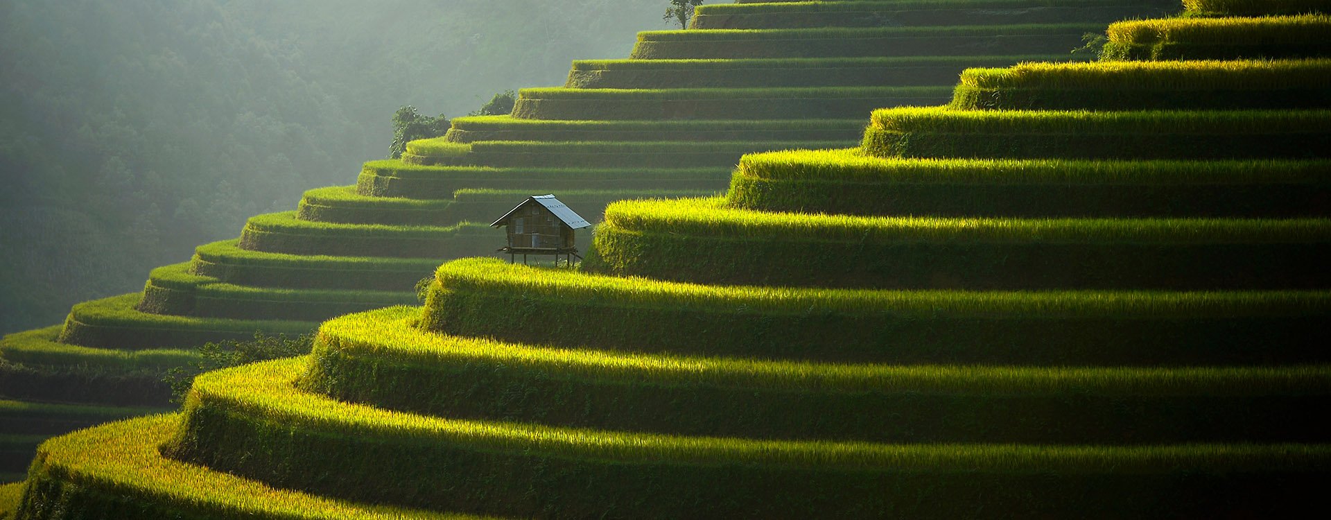 Mu Cang Chai, landscape terraced rice field terrace near Sapa, north Vietnam