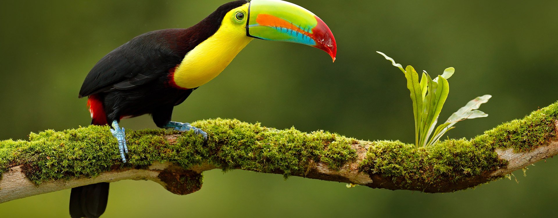Keel-billed Toucan, sitting on the branch in the forest, Boca Tapada, Costa Rica. Nature travel in central America