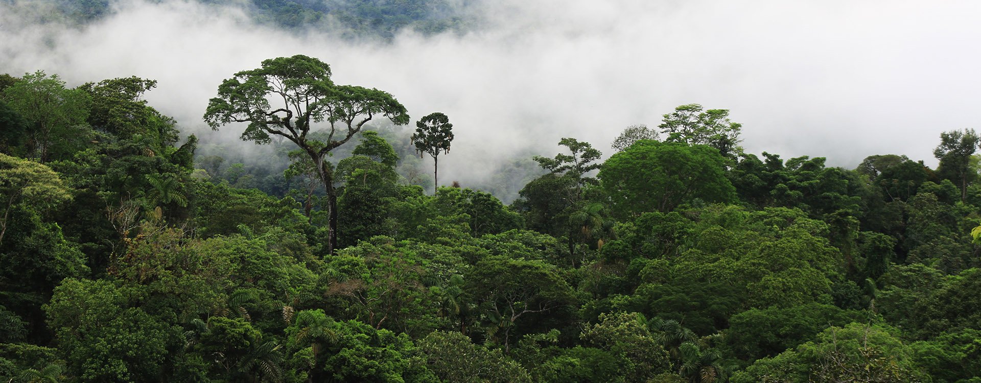 The amazon rainforest with clouds covering the major part of the forest