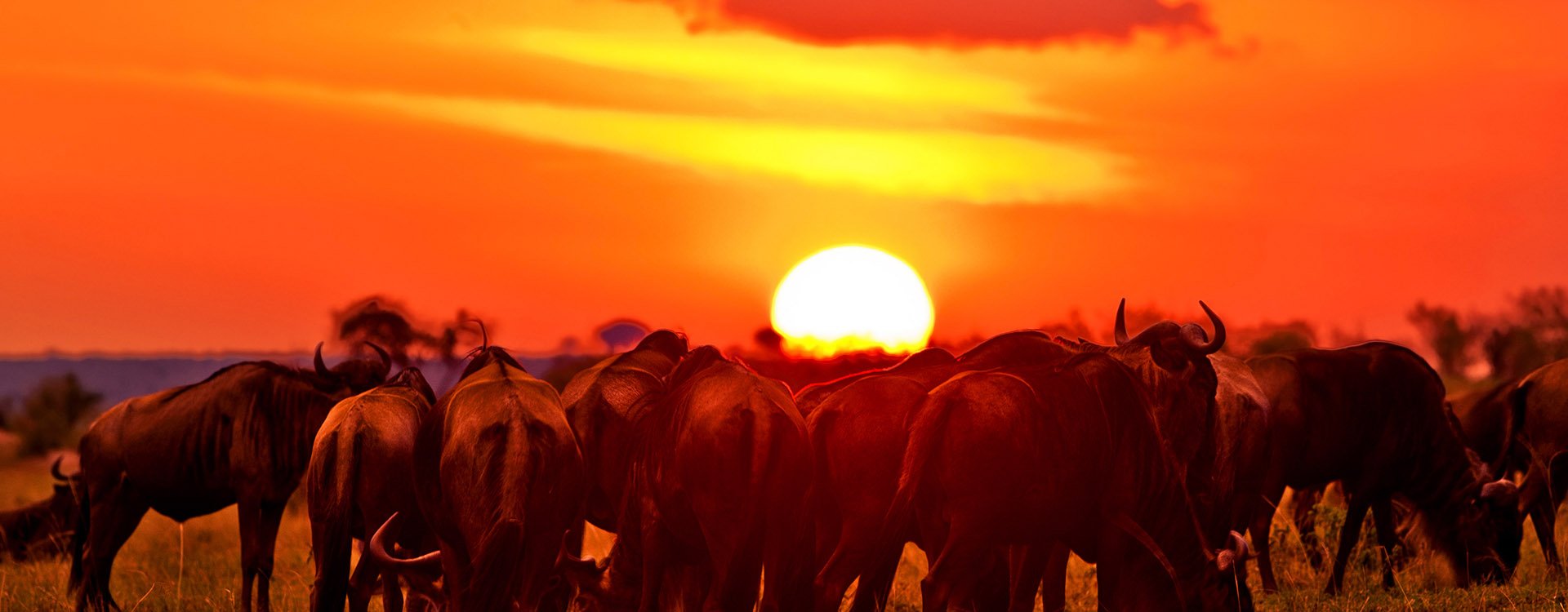 African sunset with Blue Wildebeests - Maasai Mara National Park in Kenya, Africa