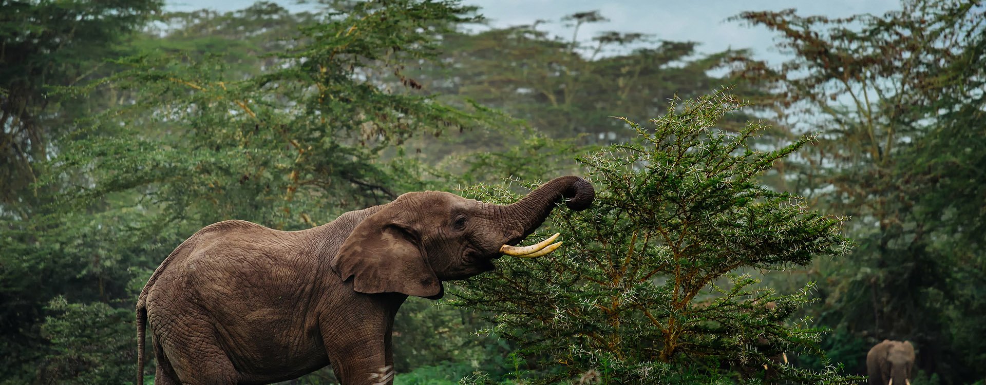 elephants lift trunk in the forest near Bangkok Thailand