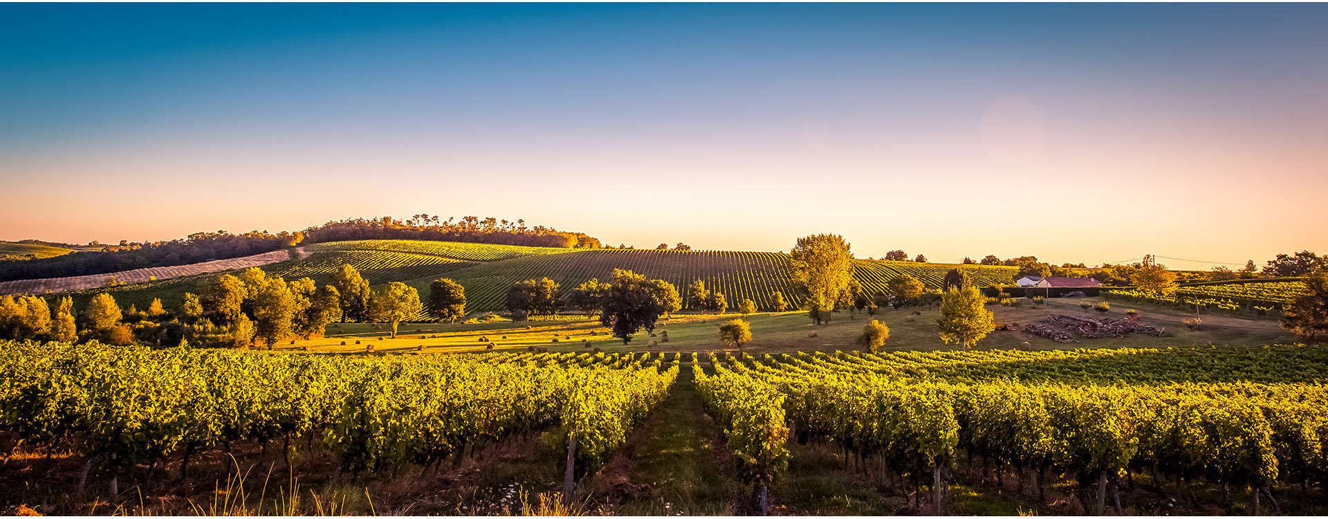 Sunset landscape Bordeaux wineyard France, Europe