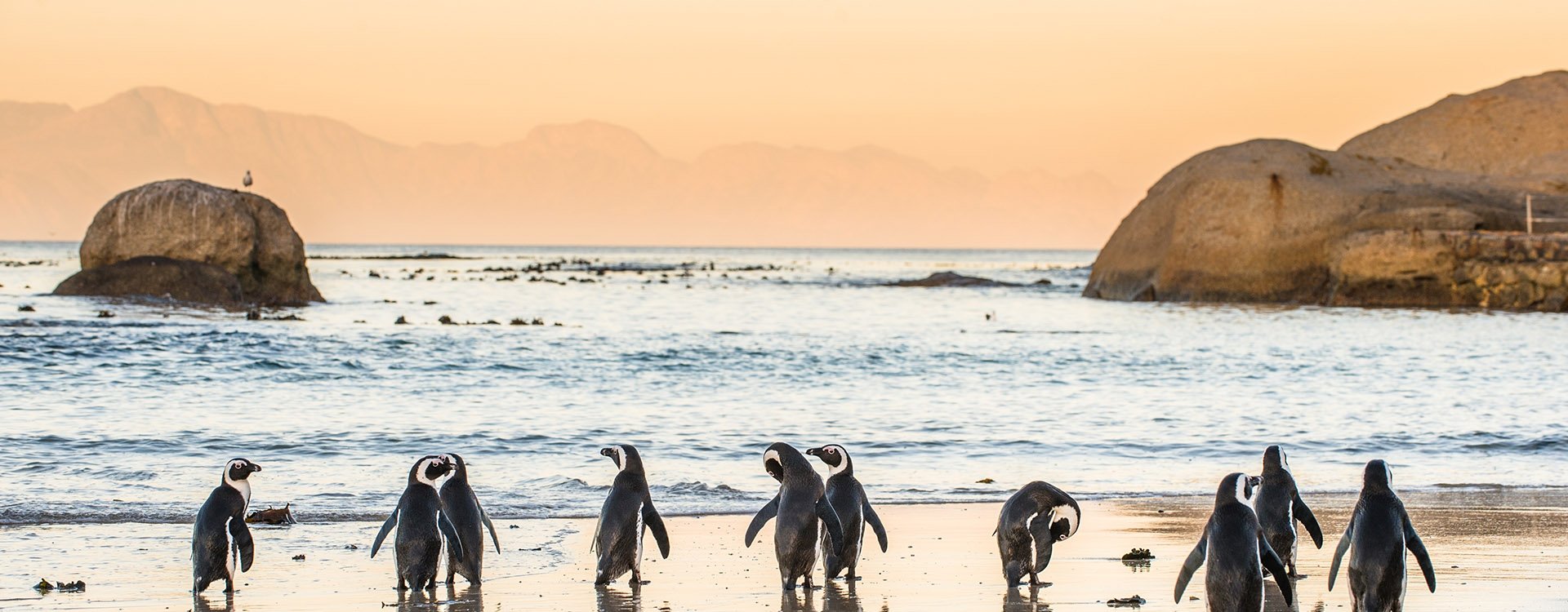 African penguins on the sandy coast in sunset.  Cape town, South Africa