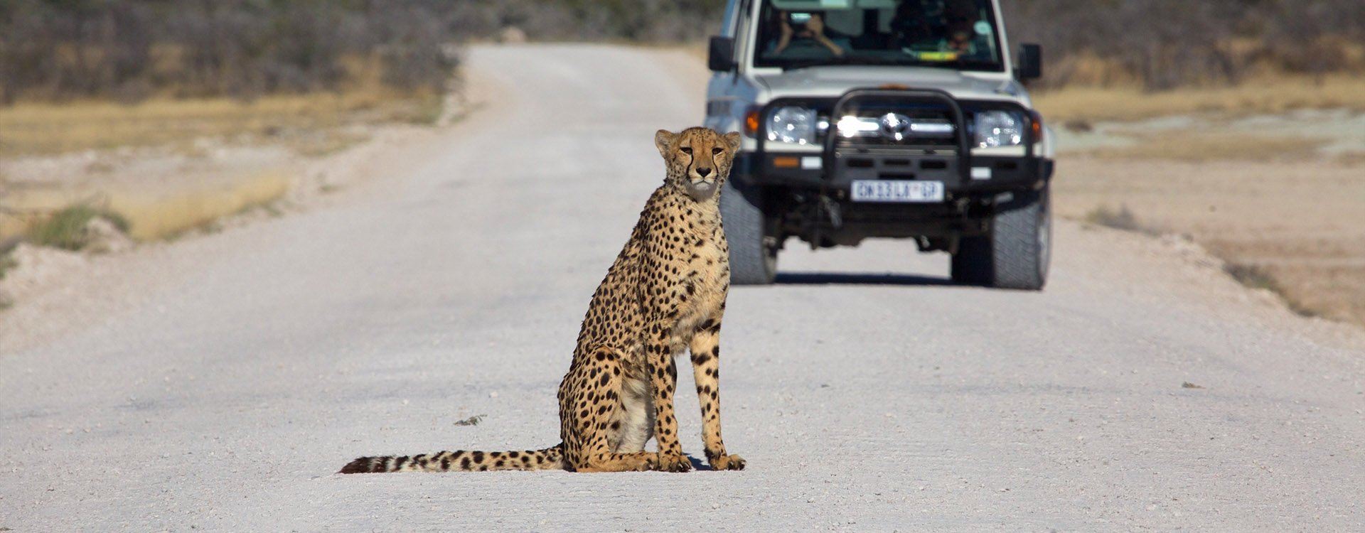 cheetah in the Etosha national park namibia