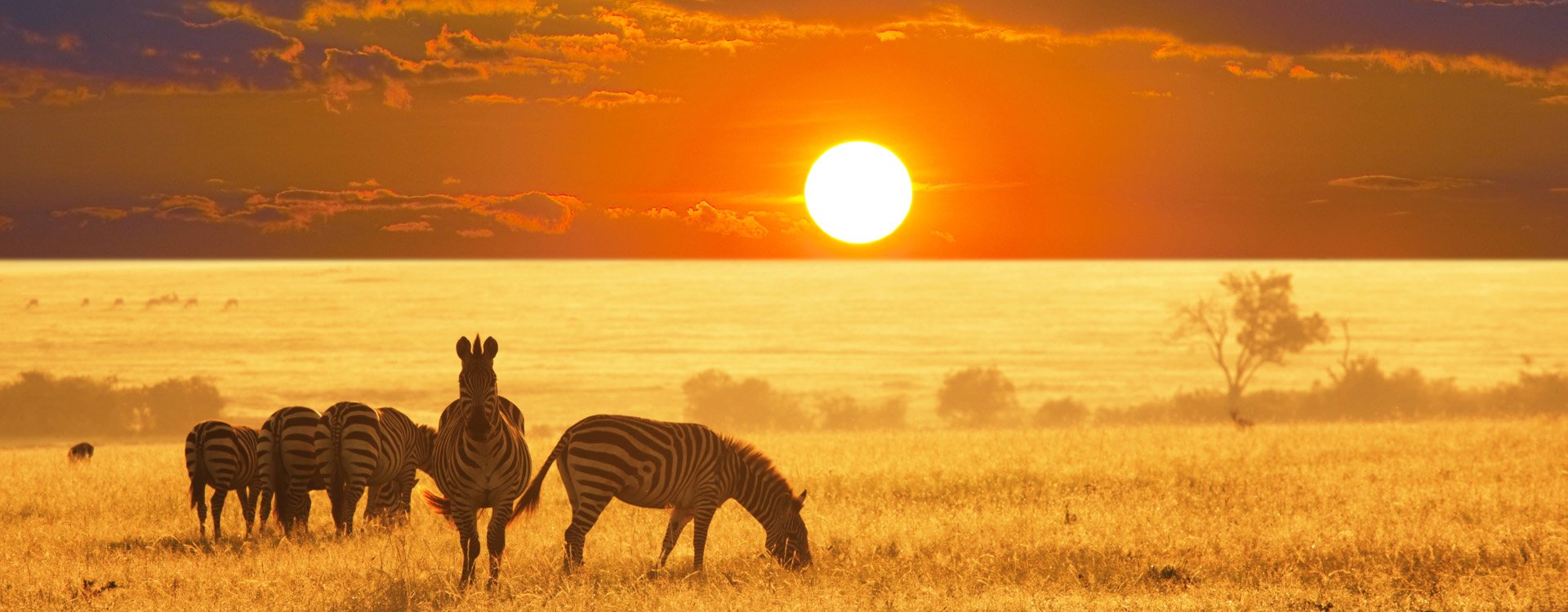 zebras on lake, Etosha National Park