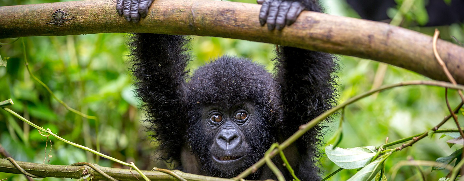 Gorilla in Uganda