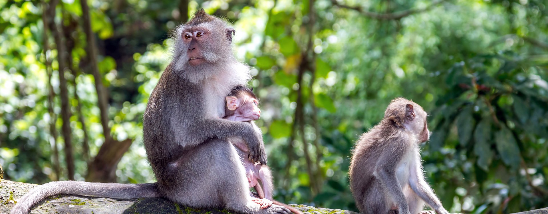 Monkey family at sacred monkey forest Ubud Bali Indonesia