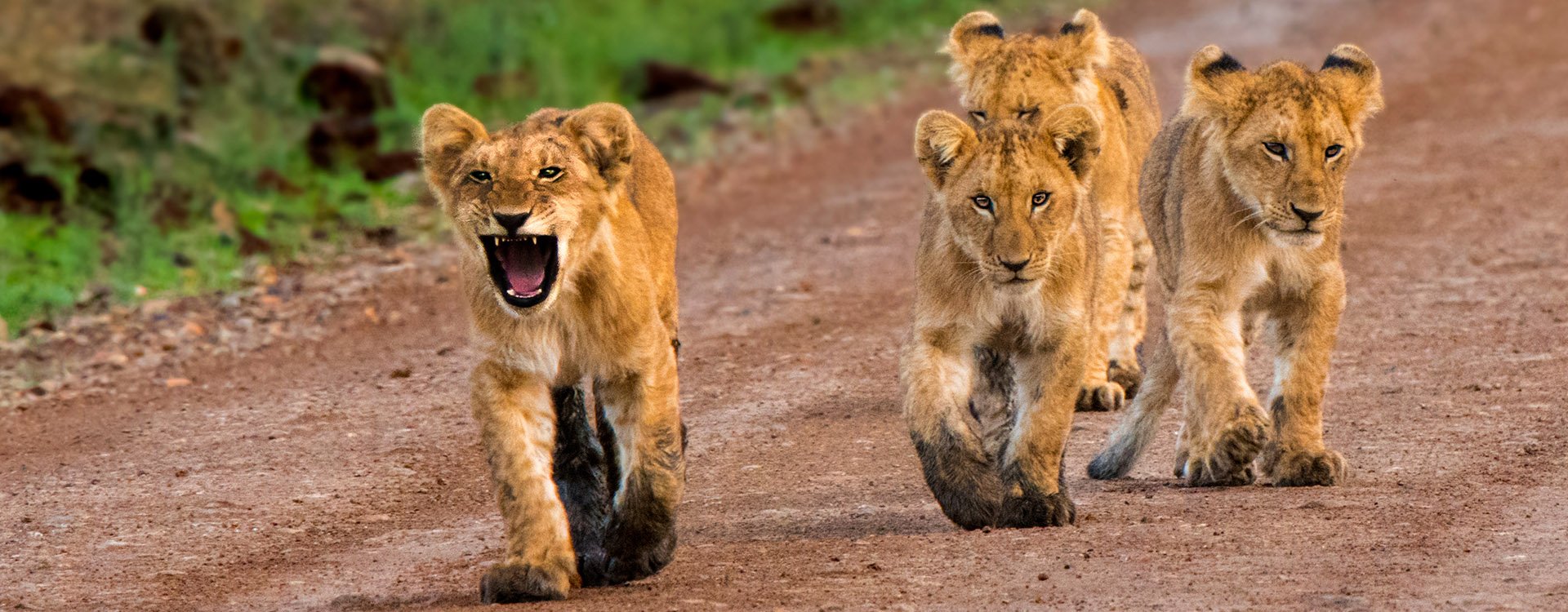 4 lion cubs  strolling in Kenya's Maasai Mara National Park.