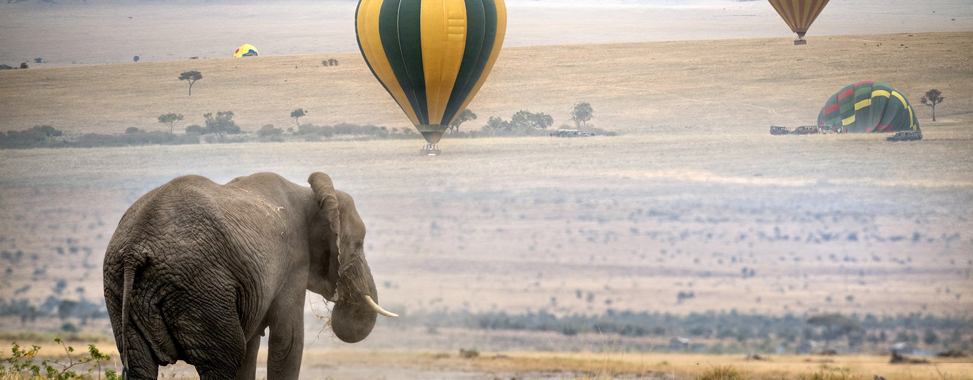 African elephant, hot air balloons landing on background, Masai Mara National Reserve, Kenya