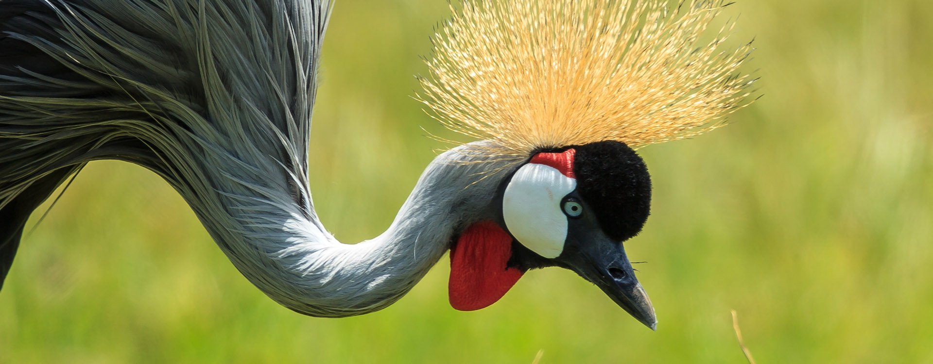 A Grey-crowned crane