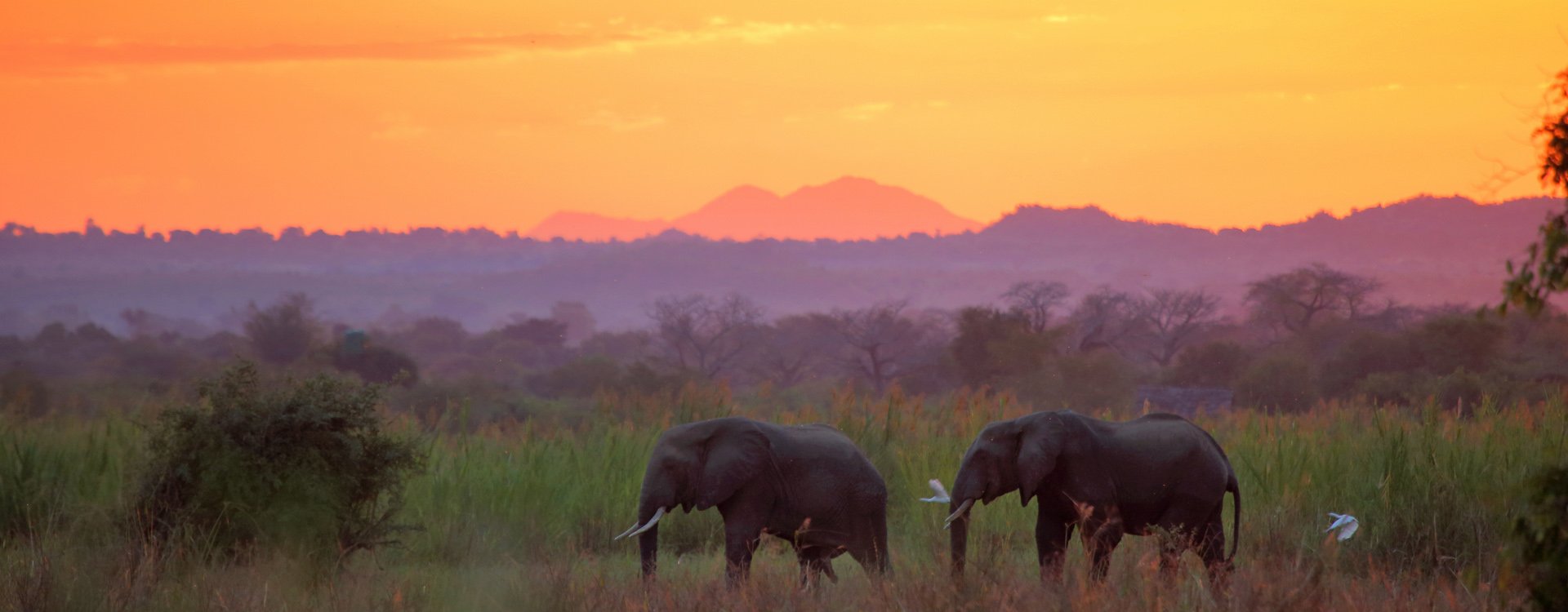 Elephants at sunset in Liwonde National Park. Malawi