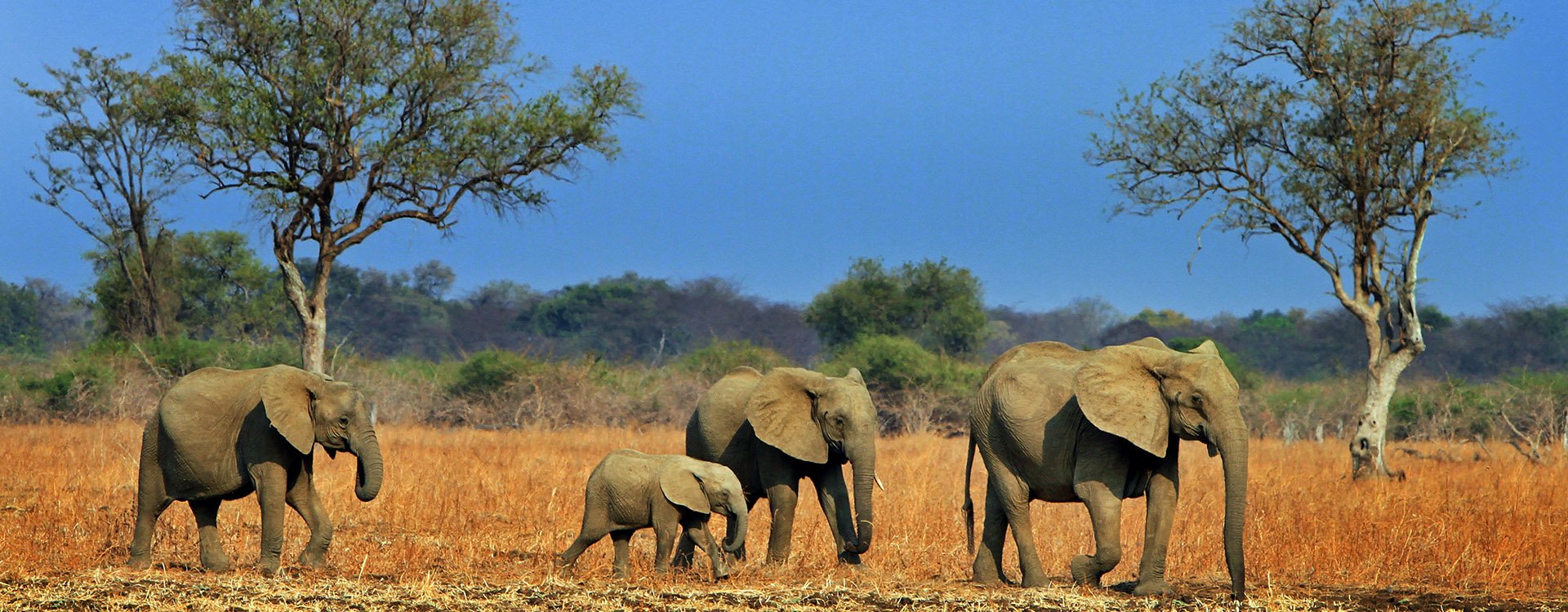 Elephants in Luangwa