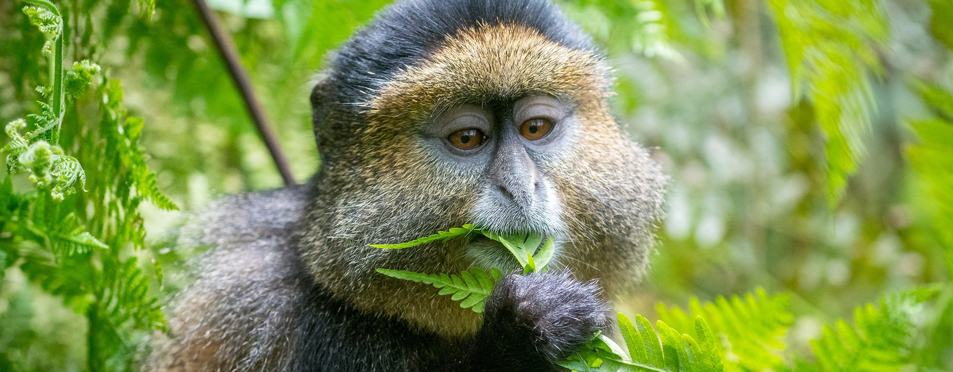 Portrait of a golden monkey eating leaves in Volcanoes National Park, Rwanda