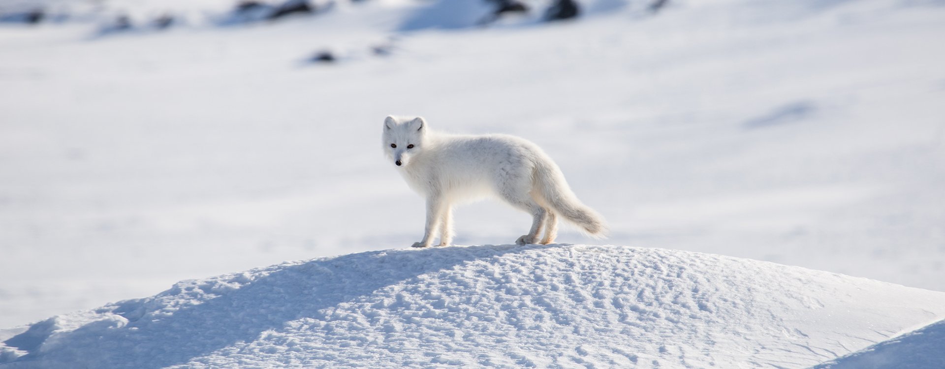 Arctic_Arctic fox