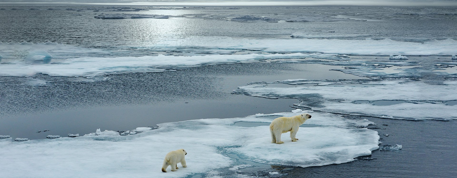 Arctic_Polar Bears