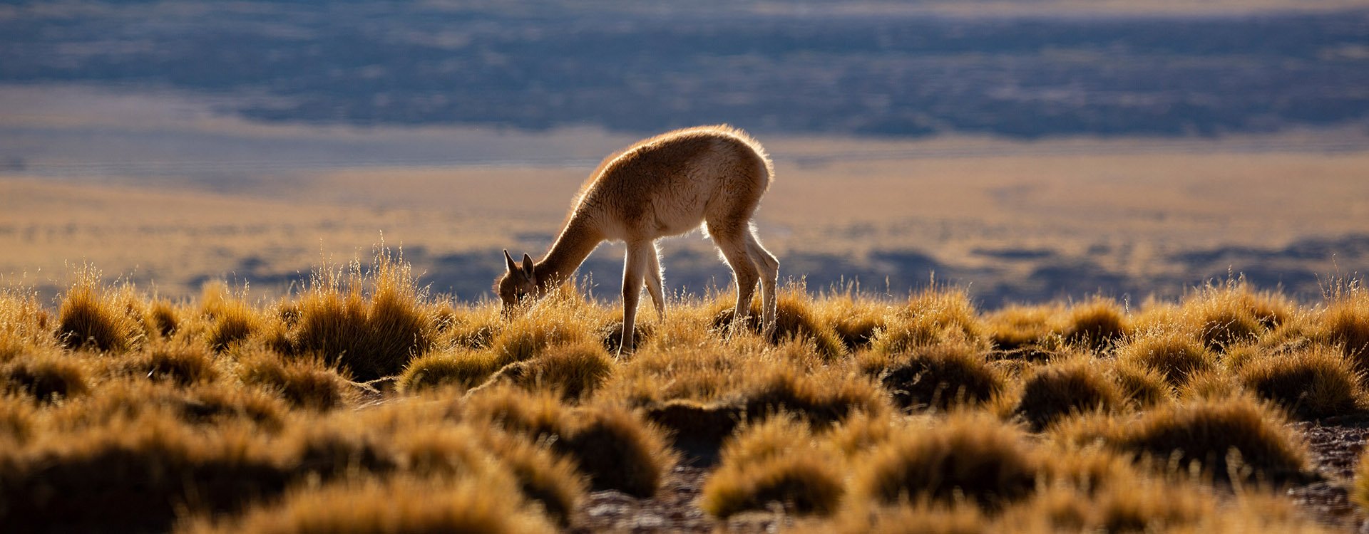 Guanaco in the Torres del Paine National Park. Autumn in Patagonia, Chile, South America