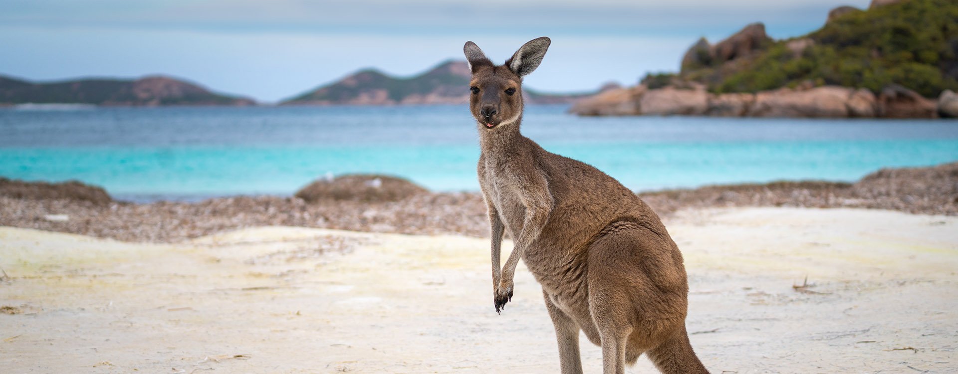 Kangaroo looking at camera, nationally known animal, NSW, New South Wales, Australia