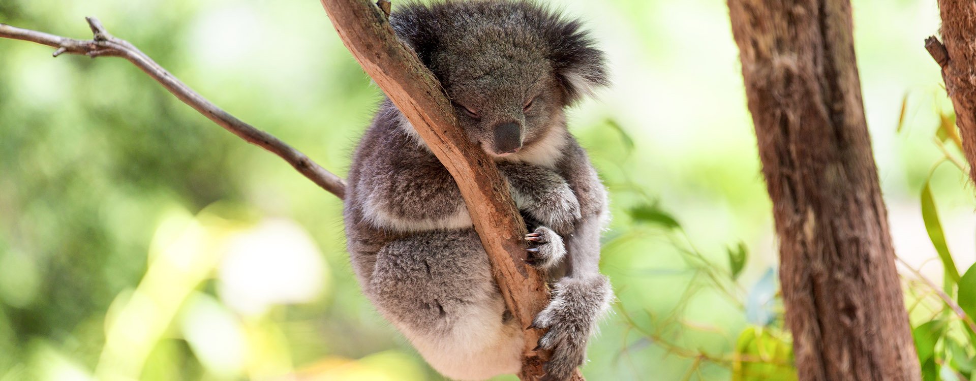Sleeping/ relaxing koala on eucalyptus tree, sunlight. Australia