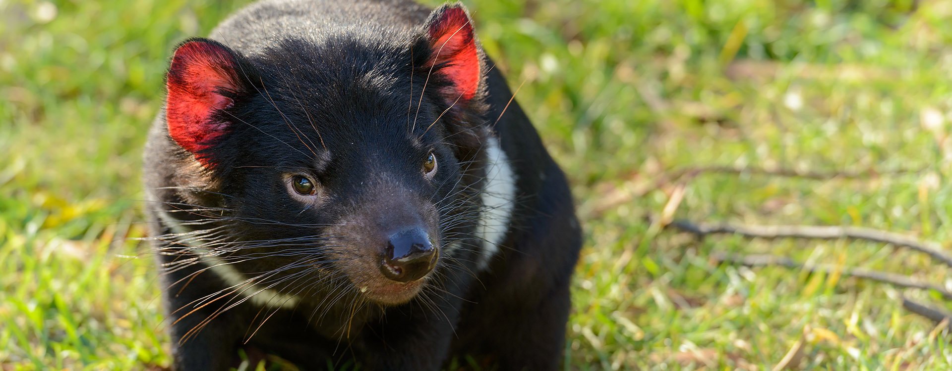 Tasmanian devil (Sarcophilus harrisii), Tasmania, Australia