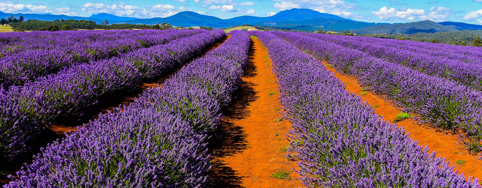 Bride-stowe Lavender Estate, Tasmania, Australia. Beautiful scenery of pure Lavender from Tasmania