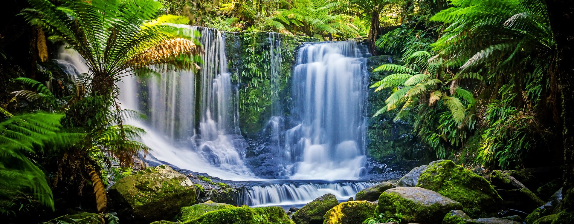 Rain forests in Tarkine, Tasmania. Moss covered tree trunks and logs