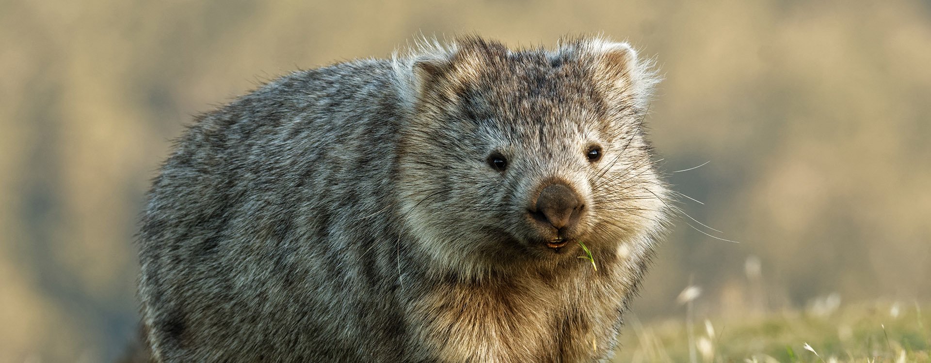 Wombat in the Tasmanian scenery, eating grass in the evening on the island near Tasmania