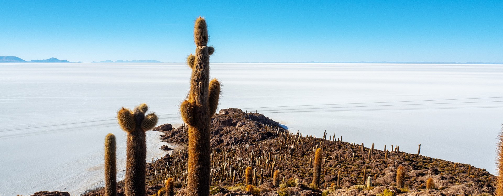 cactus in isla incahuasi, situated in the middle of Salar de Uyuni, the world's largest salt flat in Bolivia