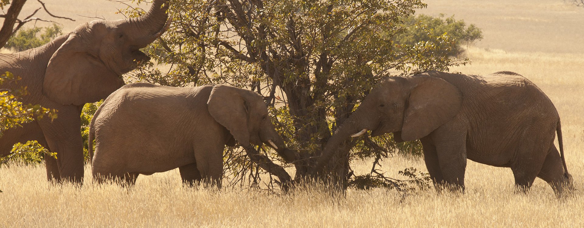 Botswana_Kalahari desert_Elephants