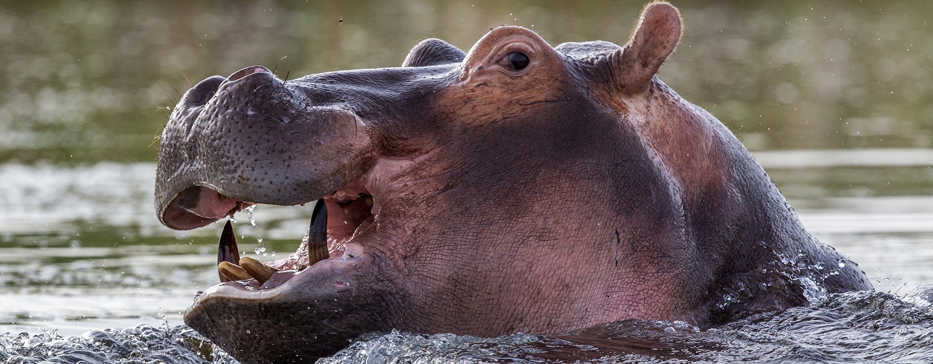 Botswana_Okavango_Hippo