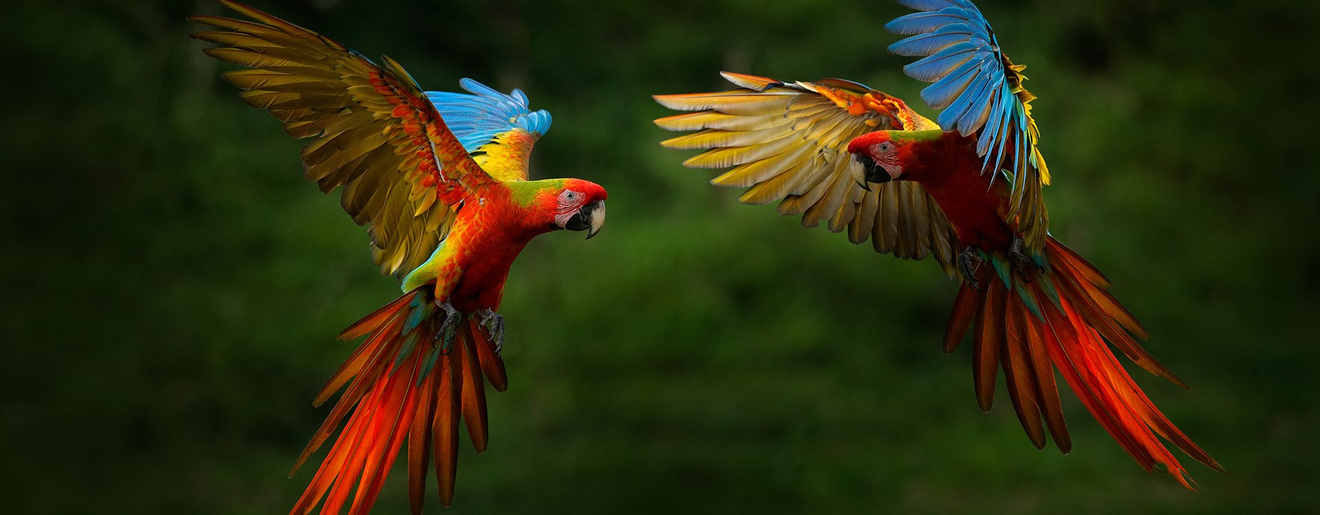Hybrid Macaw parrots in tropical forest