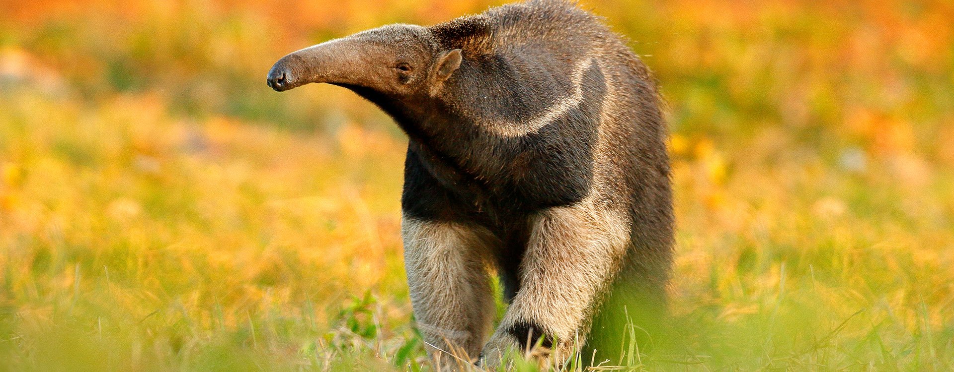 Giant Anteater, Myrmecophaga tridactyla, animal with long tail and log muzzle nose, Pantanal, Brazil. Wildlife scene. Running in pampas.