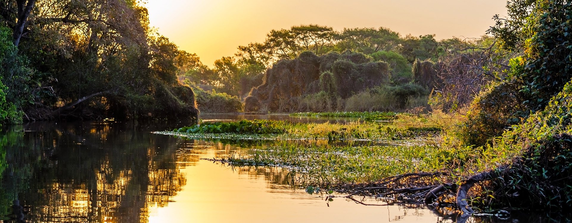 Pantanal landscape
