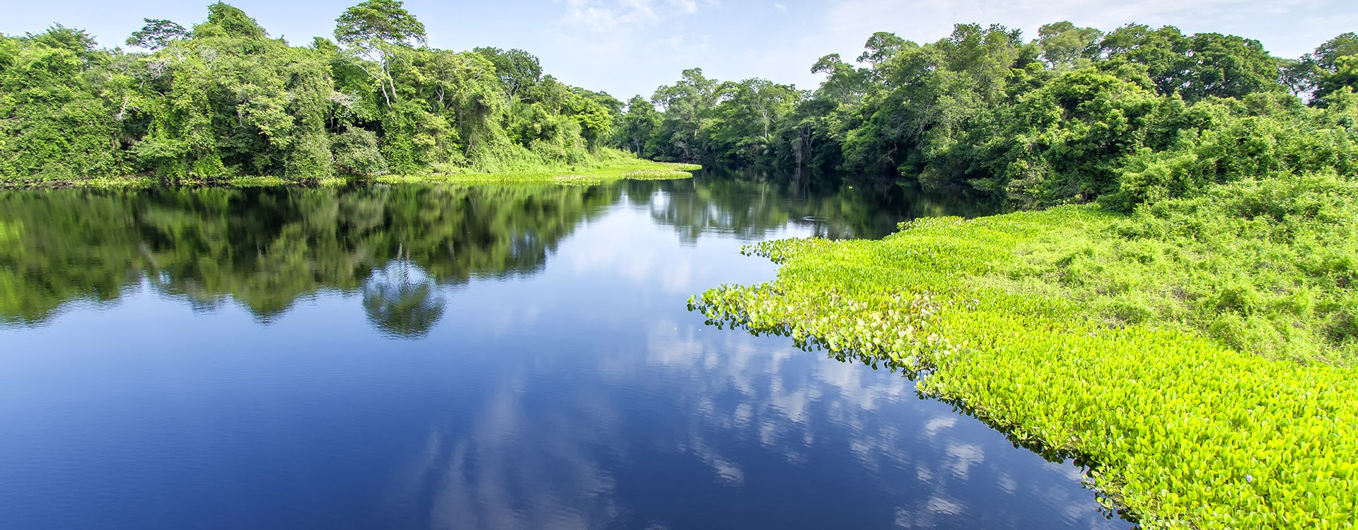 Pantanal - The Brazilian wetlands