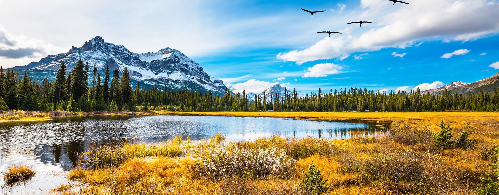 Flock of birds flying over the autumn valley. Waterlogged valley in the Canadian Rockies