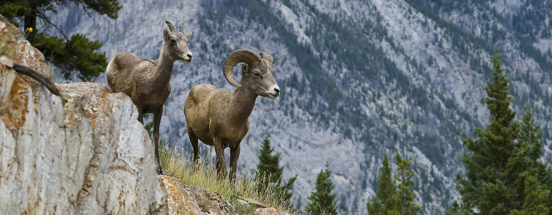 A male and a female bighorn sheep in Banff National Park (Alberta, Canada)