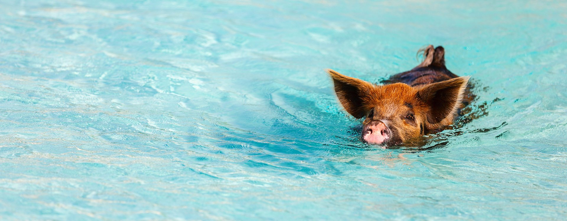 Pig swimming in a water near island of Exuma Bahamas