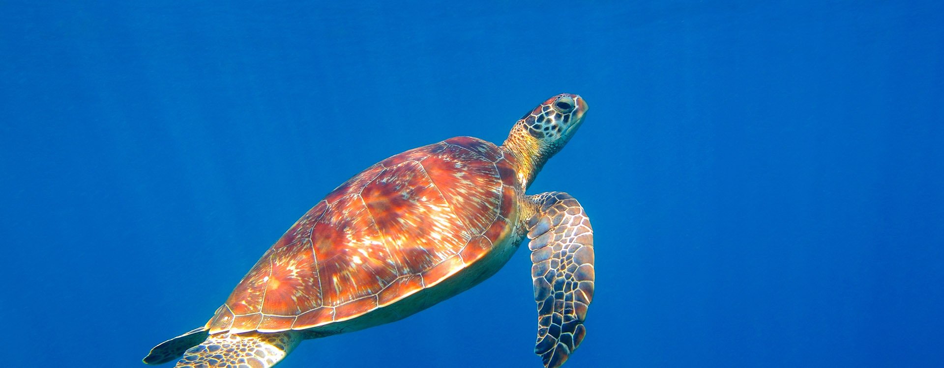 Sea turtle and sun in the blue ocean. Swimming aquatic animal. Scuba diving with the turtles