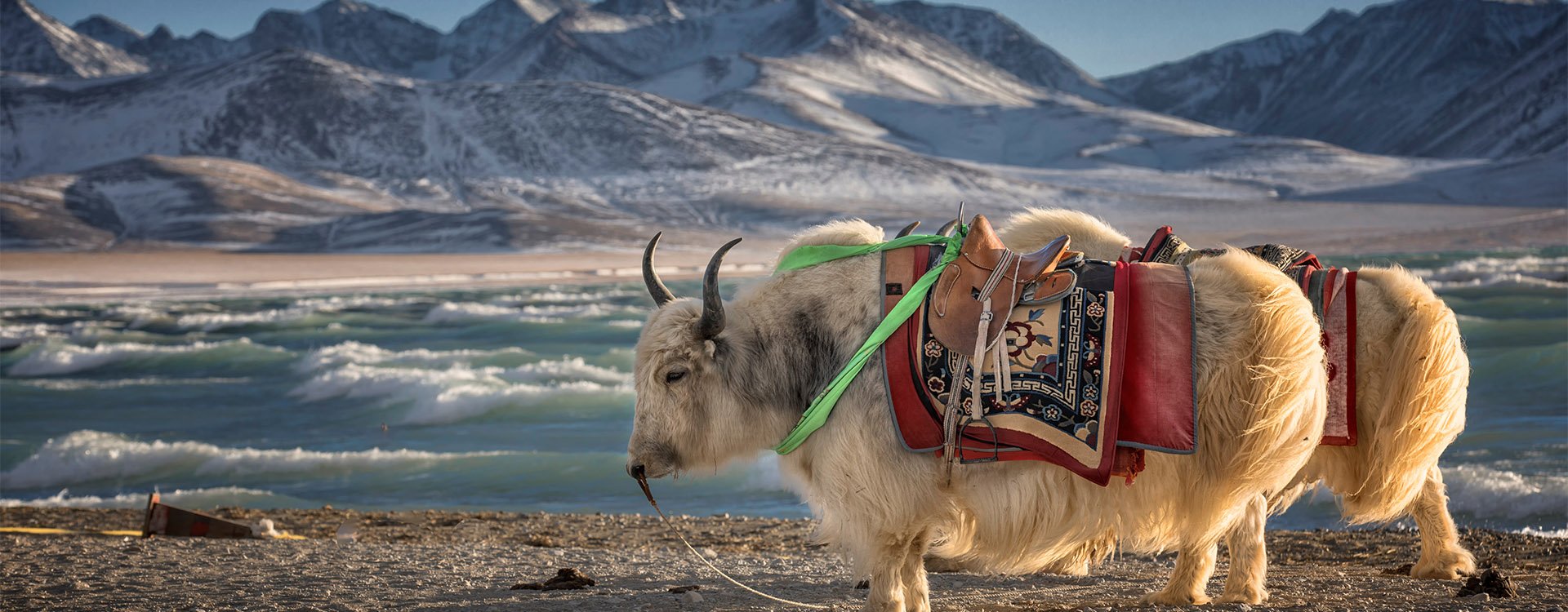Tibetan yak, namtso lake