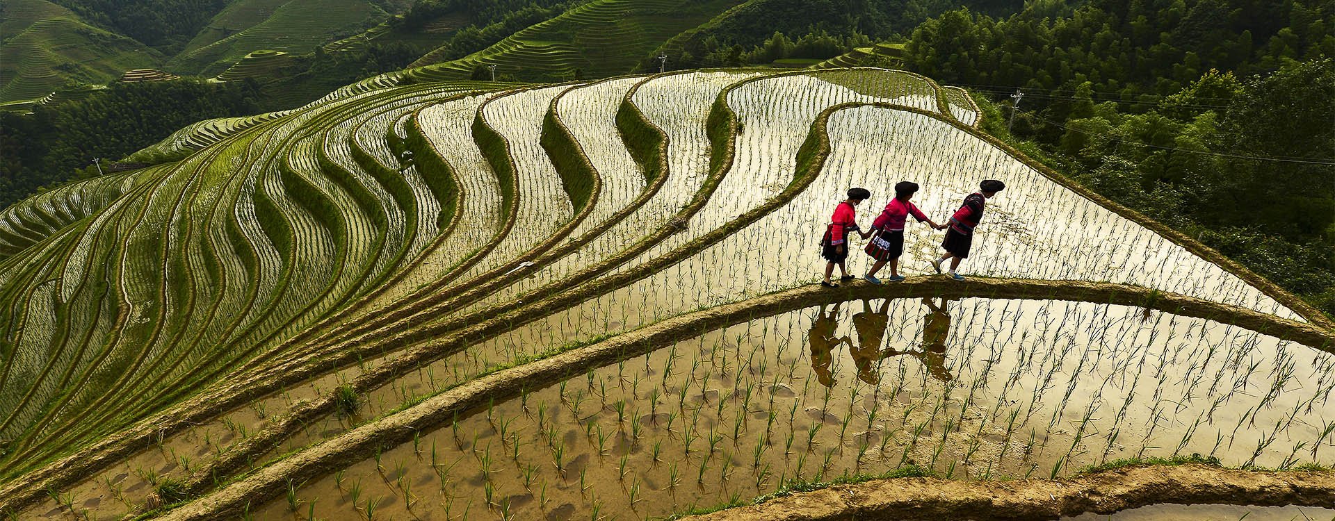 China, rice terrace in Yangshuo Guilin,