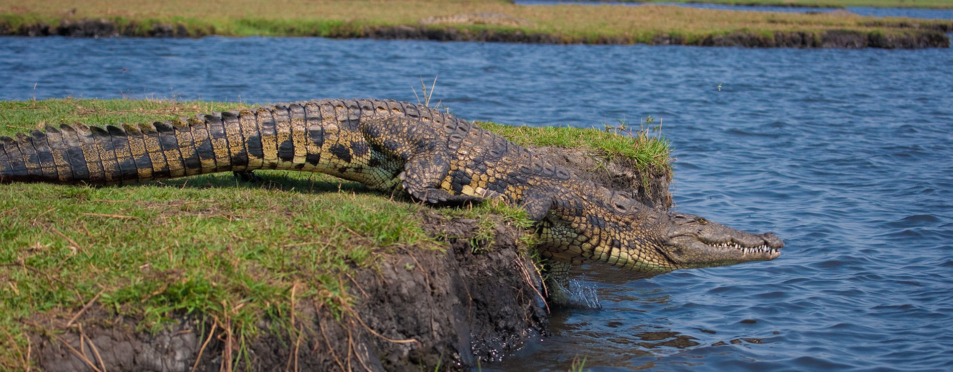 Chobe National Park_Crocodile