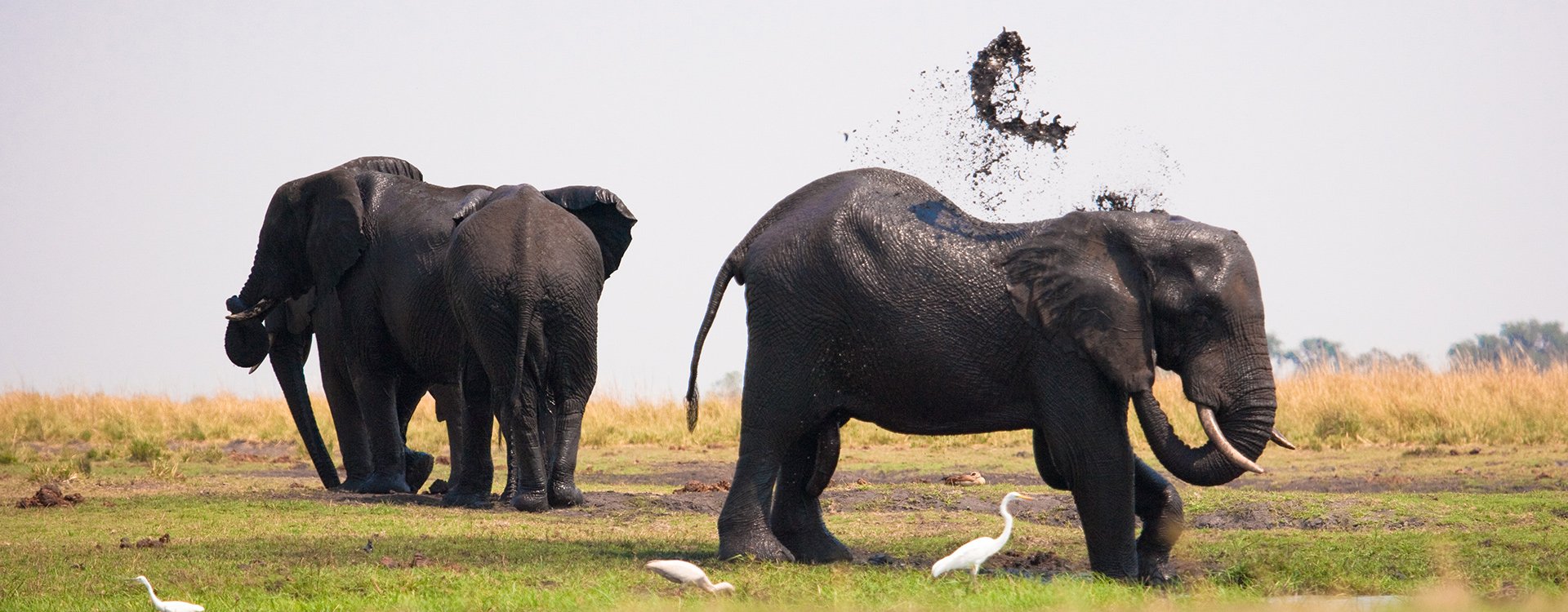 Chobe National Park_Elephants