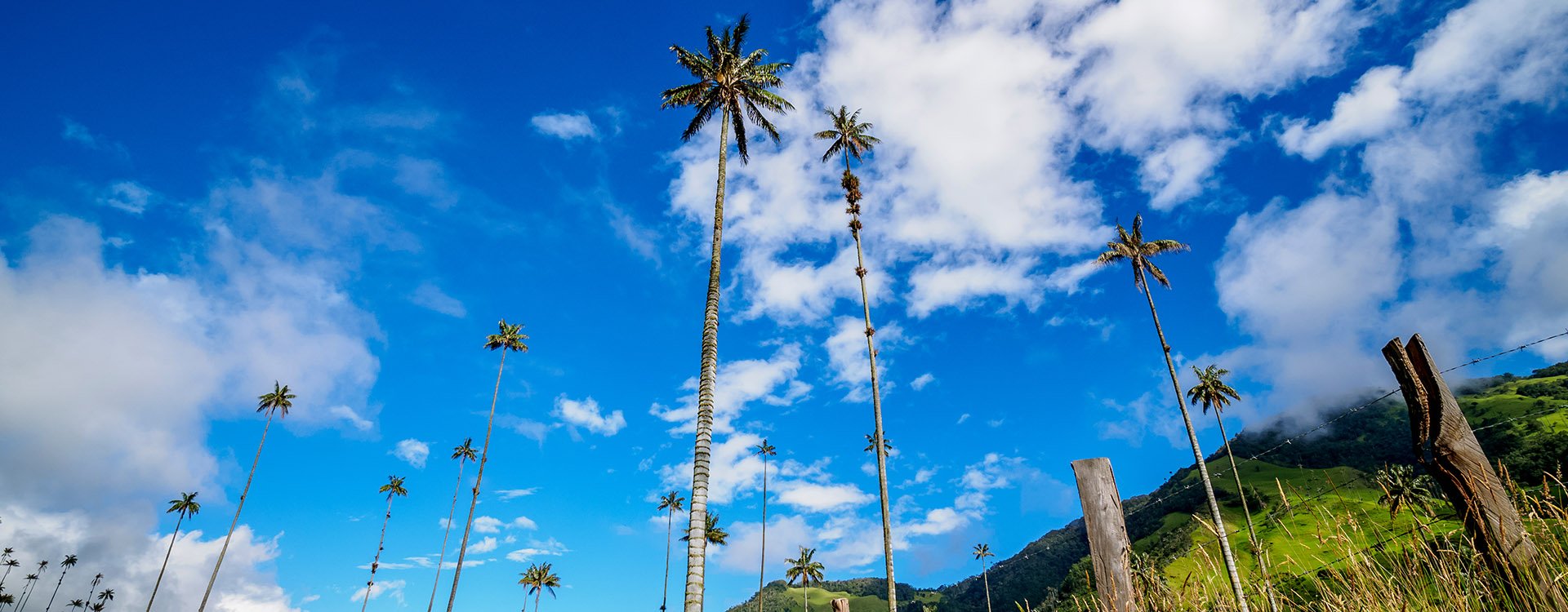 Wax Palms (Ceroxylon quindiuense), Cocora Valley, Salento, Quindio Department, Colombia
