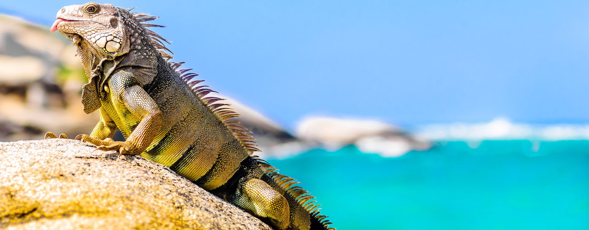 view on iguana on a rock in national park Tayrona in Colombia