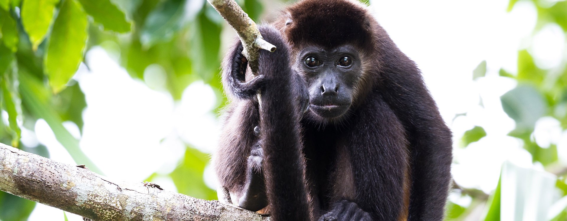 tropical scene with a young mantled howler up a tree in the Nicoya Peninsula in Costa Rica