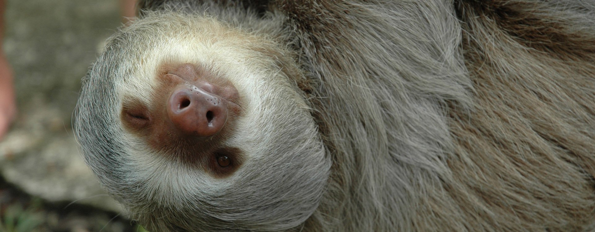 A three toed sloth giving a wink as he hangs from a branch, Osa Peninsula, Costa Rica