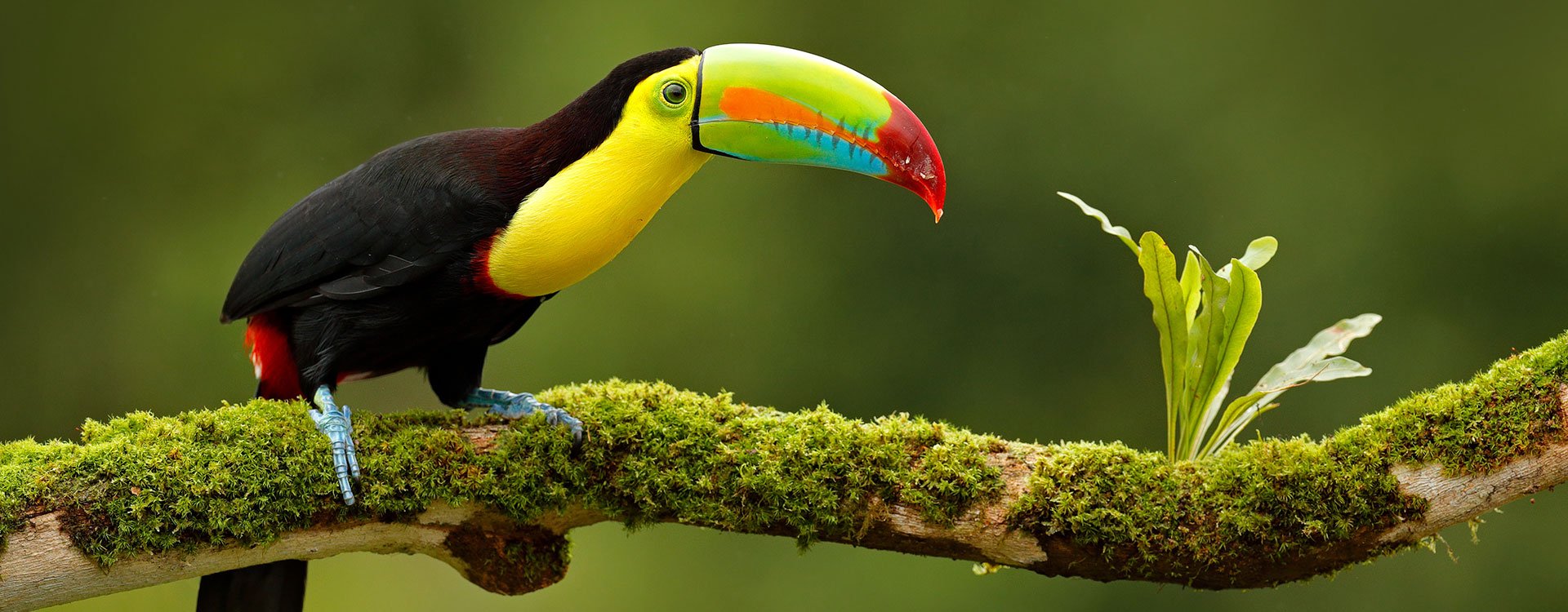 Keel-billed Toucan, sitting on the branch in the forest, Boca Tapada, Costa Rica. Nature travel in central America