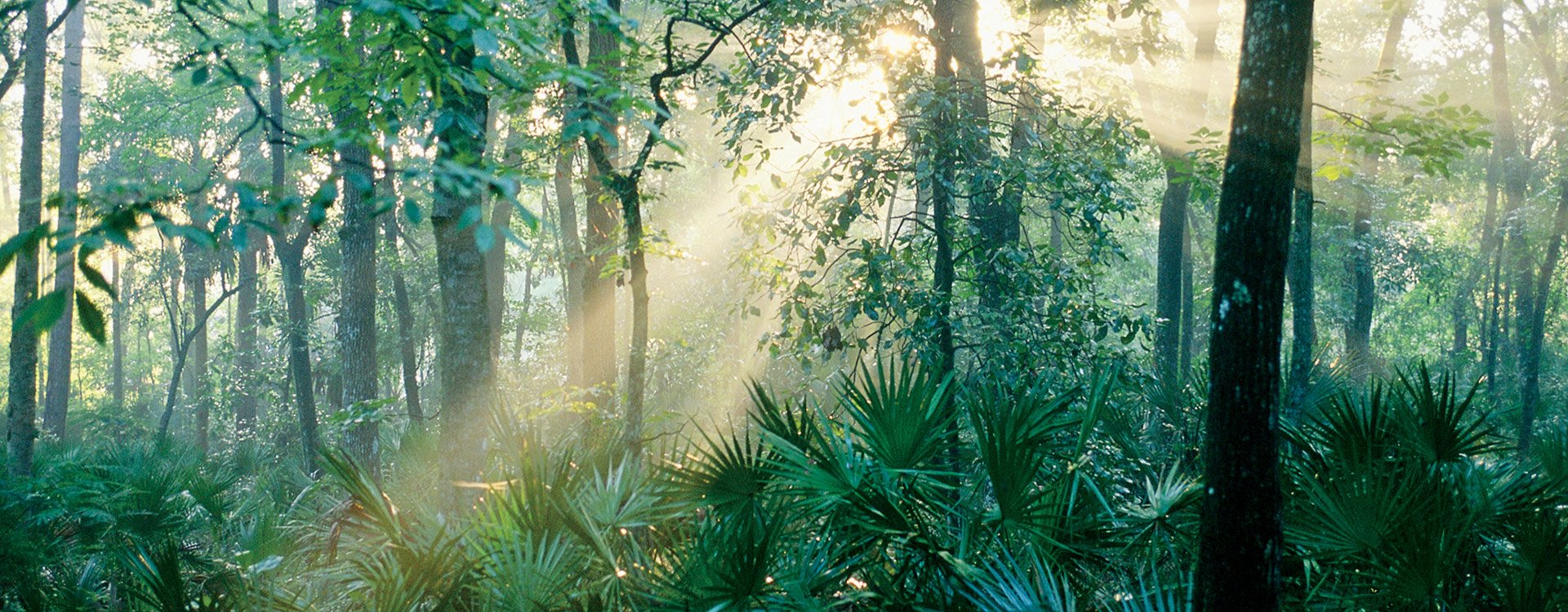 Florida_Ocala Forest