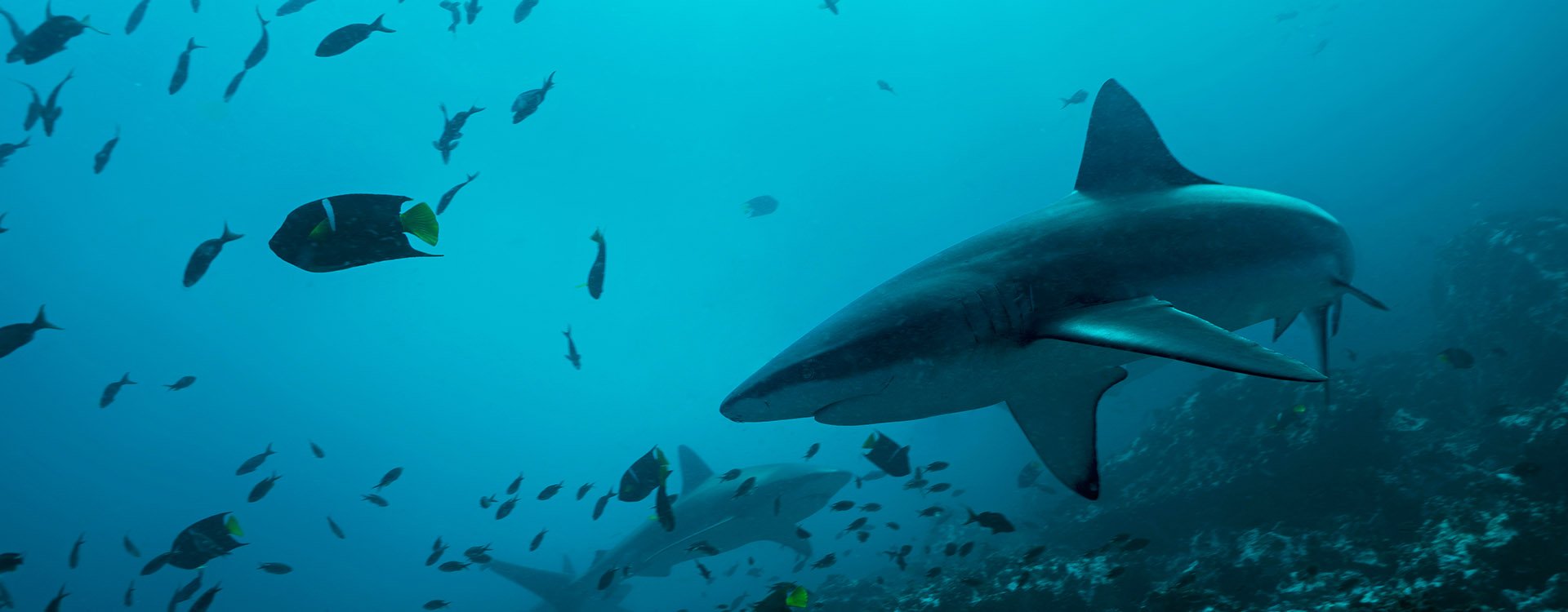 Galapagos Sharks in remote offshore Malpelo Island, UNESCO World Heritage Site in Colombia
